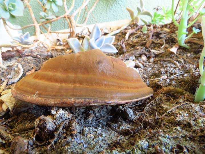 Ganoderma sp. (Ganoderma applanatum)